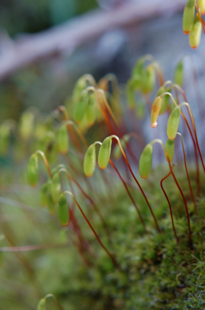 miniature della natura