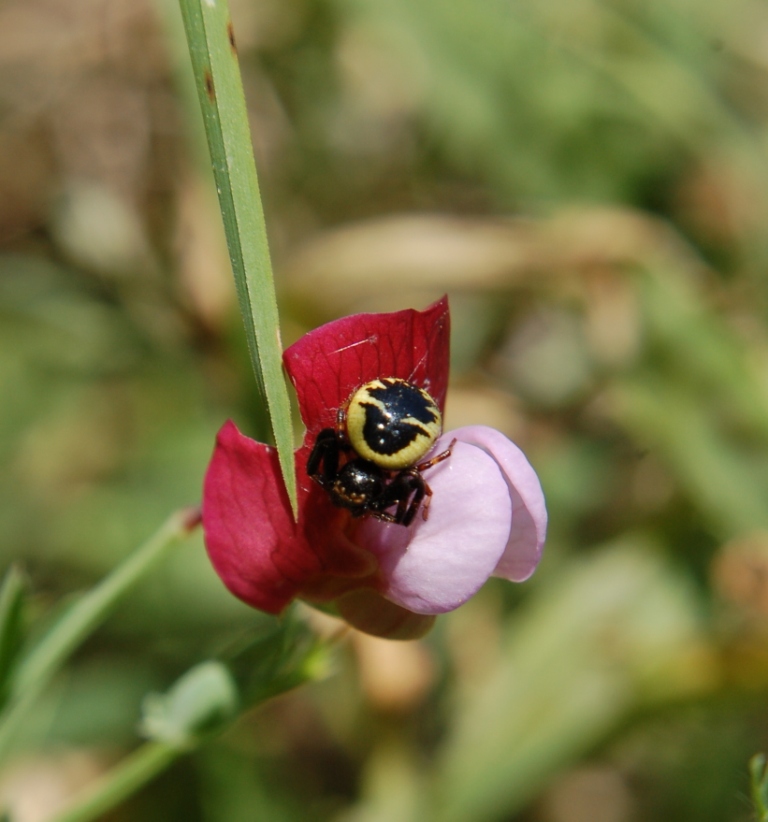 Synema globosum