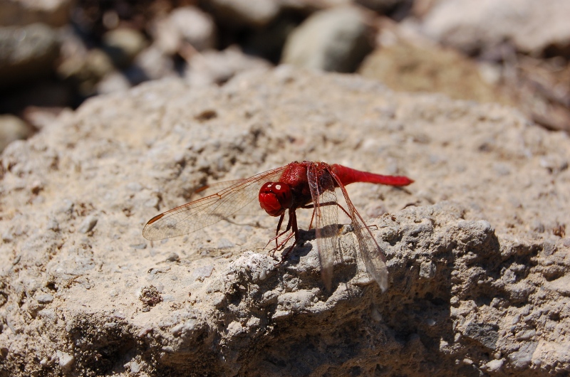 only red - Crocothemis erytrea (maschio)