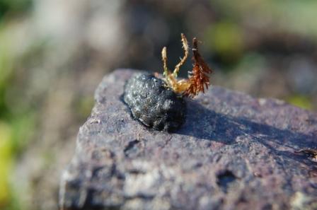 non sapevo cosa fosse..... (ovatura di Chrysomelidae?)