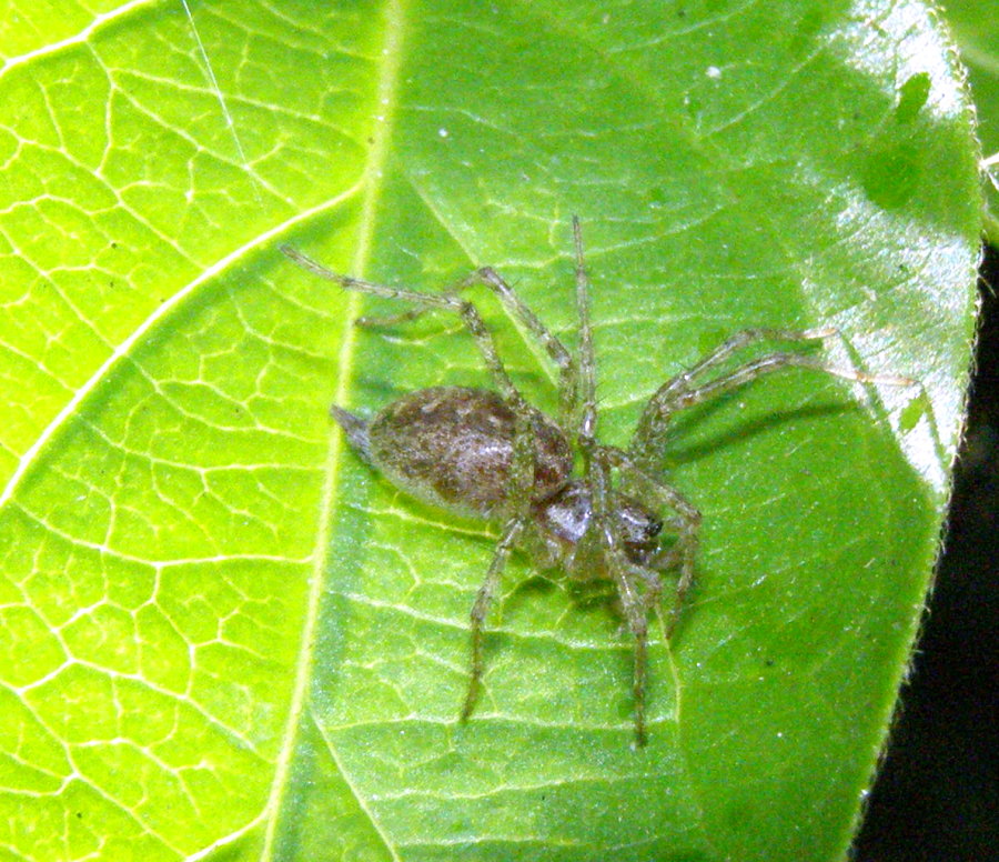 Agelena sp. o Allagelena gracilens