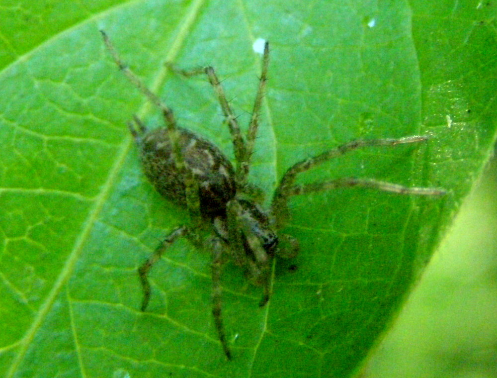 Agelena sp. o Allagelena gracilens