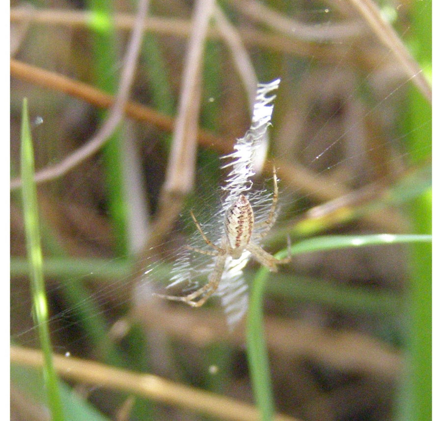 Argiope bruennichi