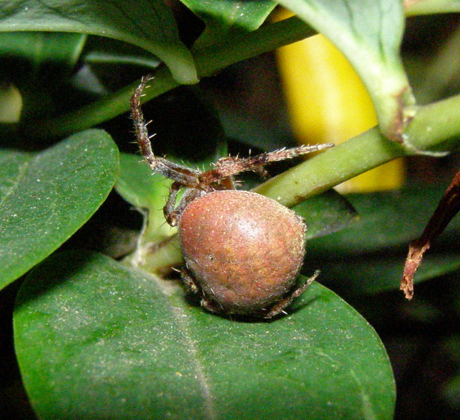 Conferma per Araneidae