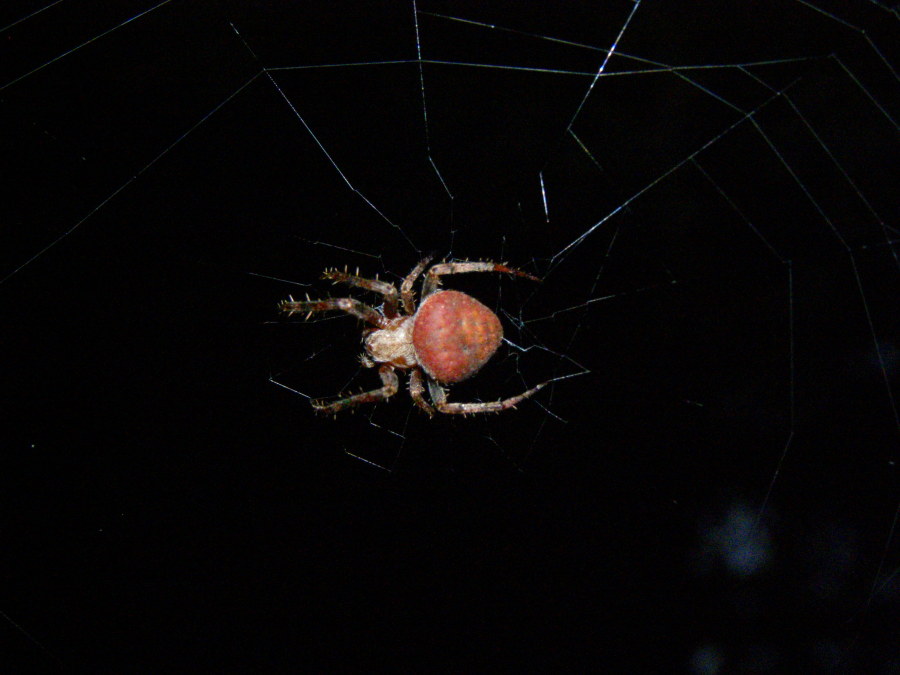 Conferma per Araneidae