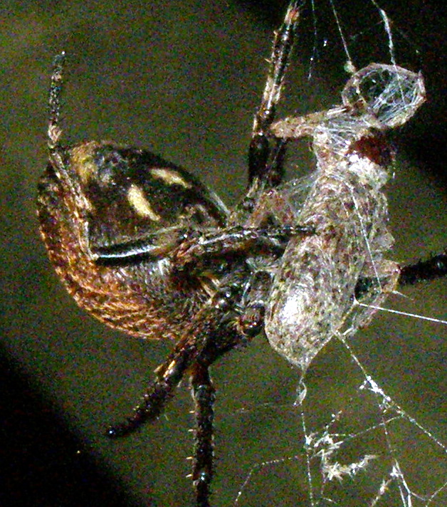 Conferma per Araneidae