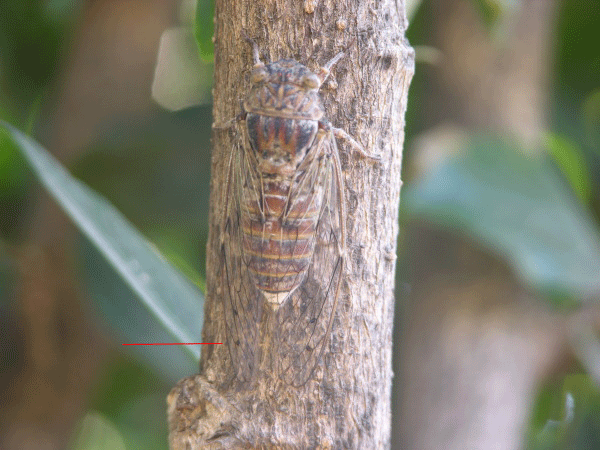 La muta di quale insetto? Cicada orni
