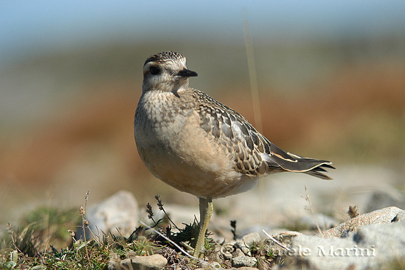 Piviere Tortolino (Charadriusmorinelus)