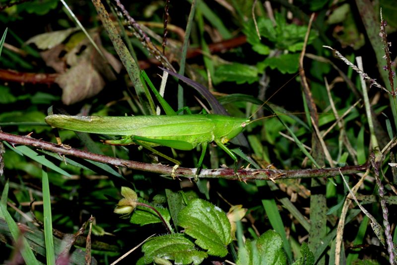 Cavalletta vezzosa...