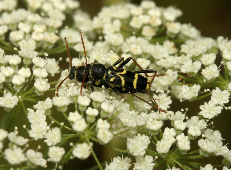 Clytus sp. in accoppiamento