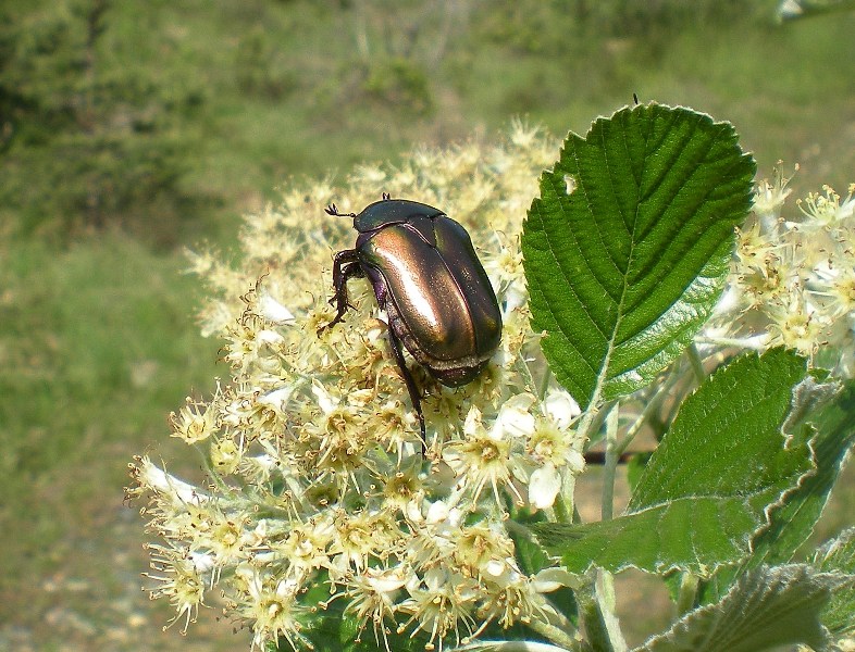 Cetoniidae:  Protaetia cuprea