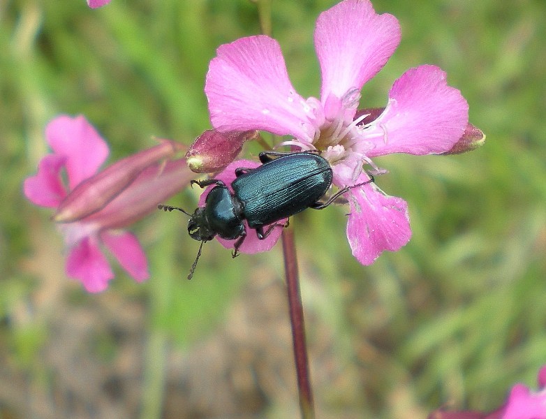 ID mascelluto blu: Platycerus sp.