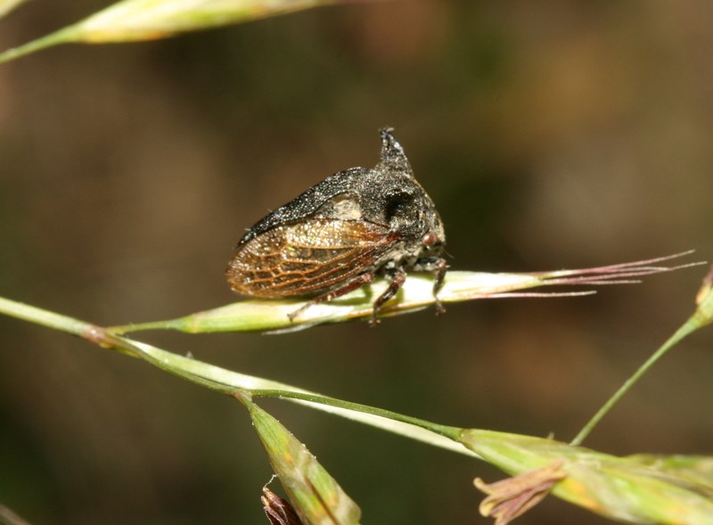 Mod. cicalina buffalo - Centrotus cornutus