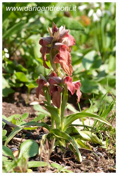 Orchidee toscane