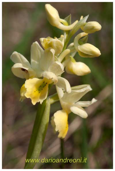 Orchidee toscane