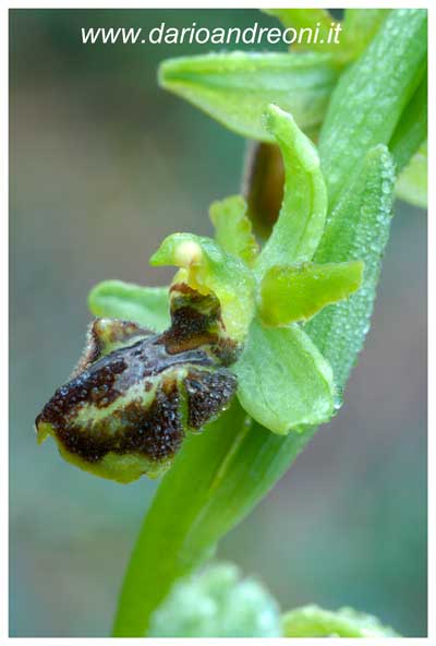 Orchidee toscane