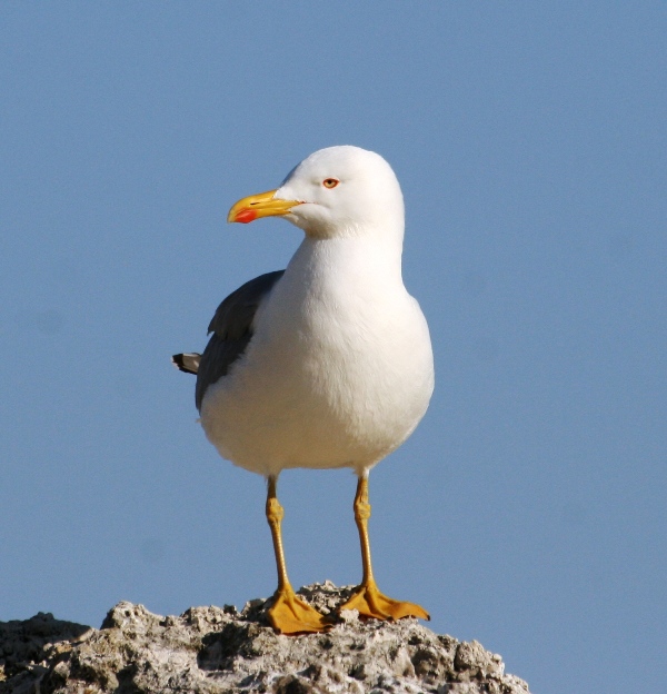 Gabbiano reale mediterraneo