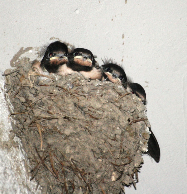 Hirundo rustica e i suoi piccoli