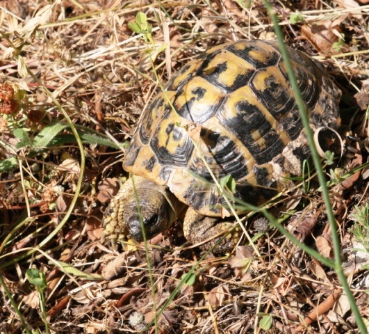 Testudo hermanni hermanni