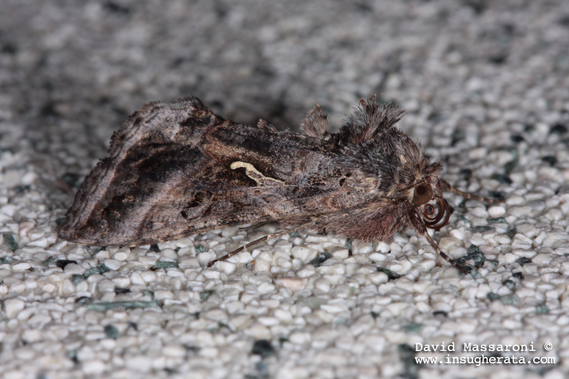 Richiesta determinazione - Autographa gamma