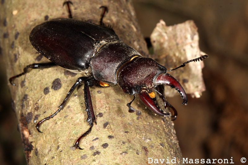 Lucanus tetraodon