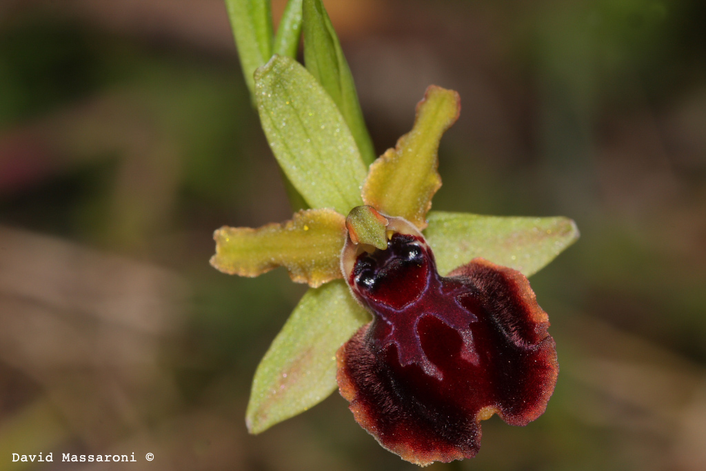 Oprhys sphegodes