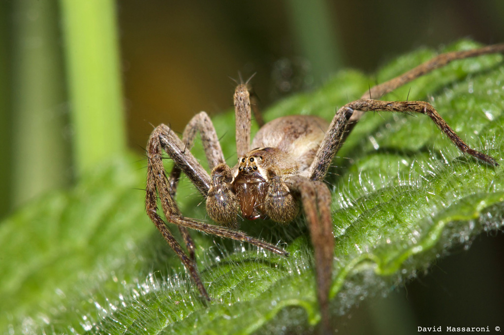 Aracnide in attesa