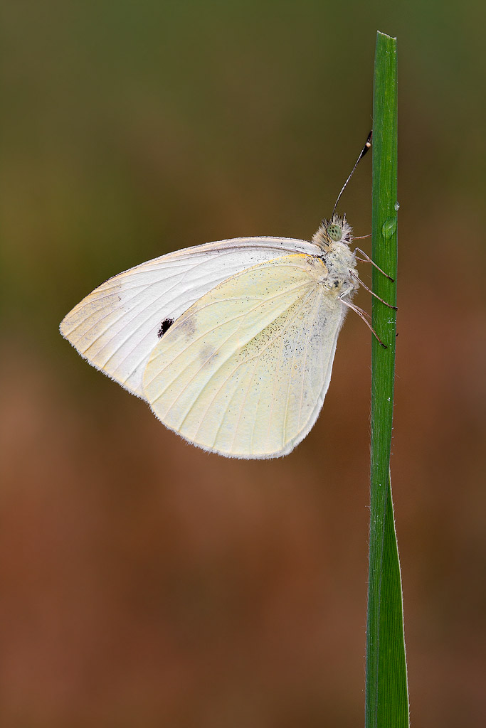 farfalla da identificare