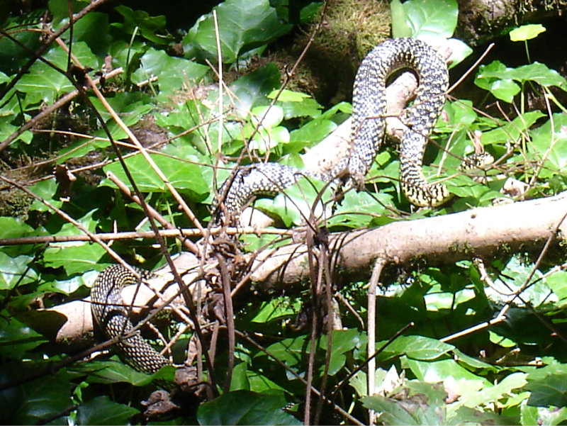 Identificazione serpente