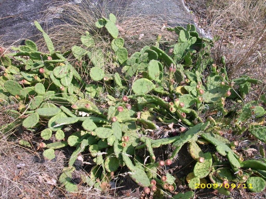 insolito biotopo di una Opuntia