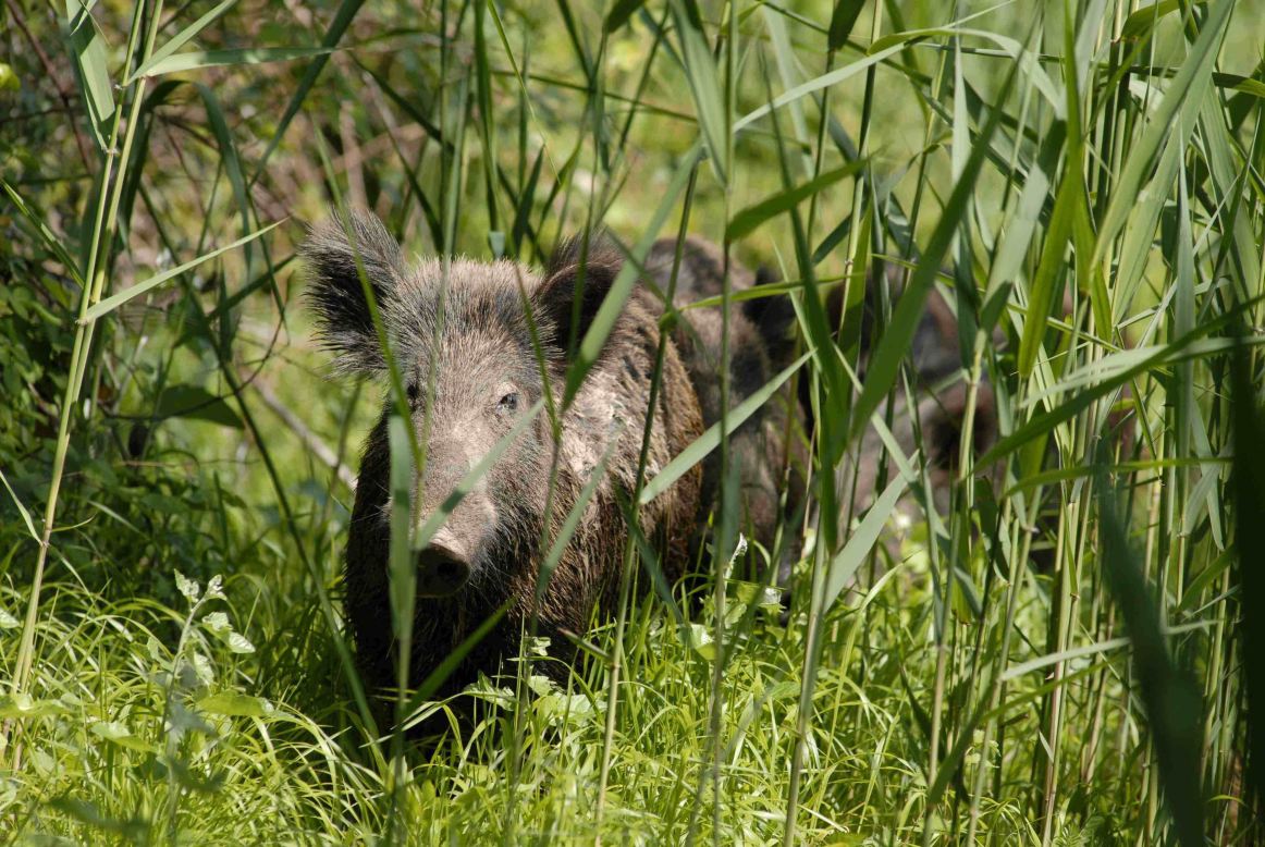 IL CINGHIALE