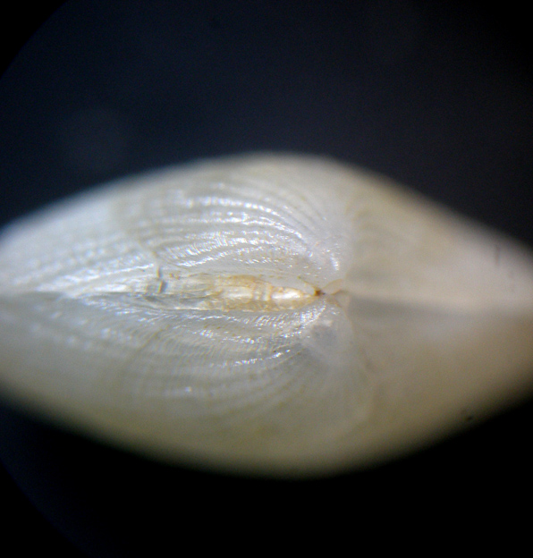 Piccolo bivalve (2)