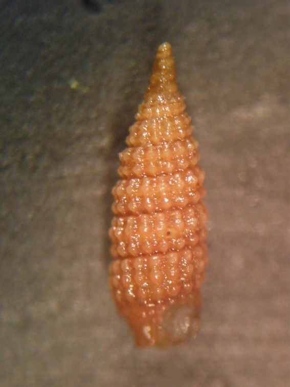 cerithipsidae