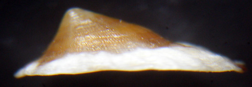 Patellidae juv.?