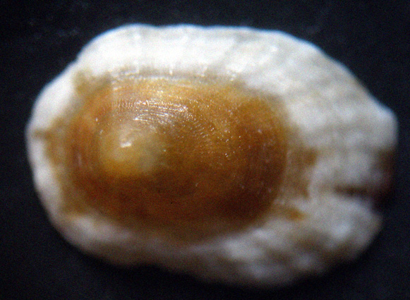 Patellidae juv.?