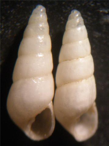 Odostomia turriculata?