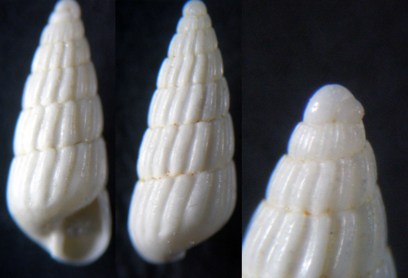 1) da confermare Turbonilla pseudogradata