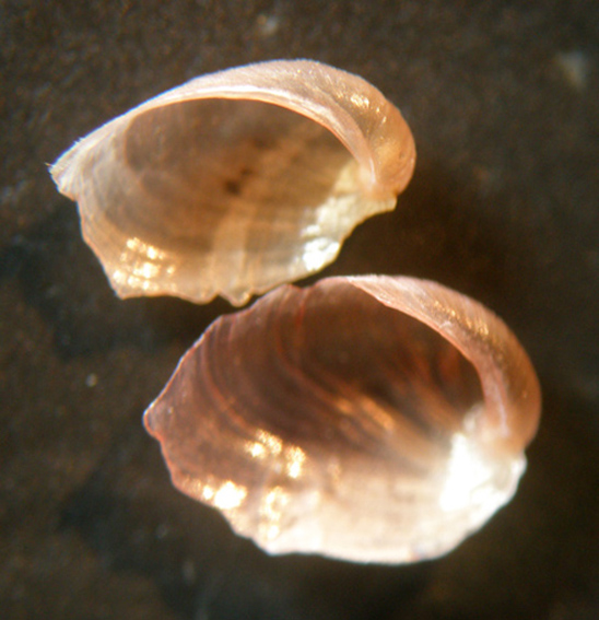 Pleurobranchidae