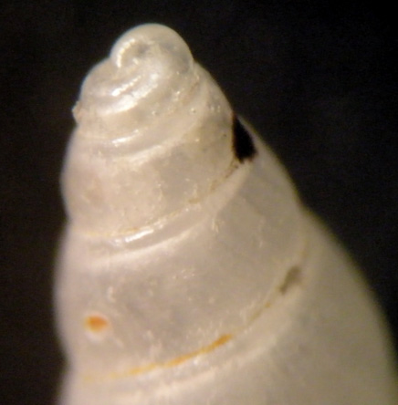 Odostomia Carrozzai