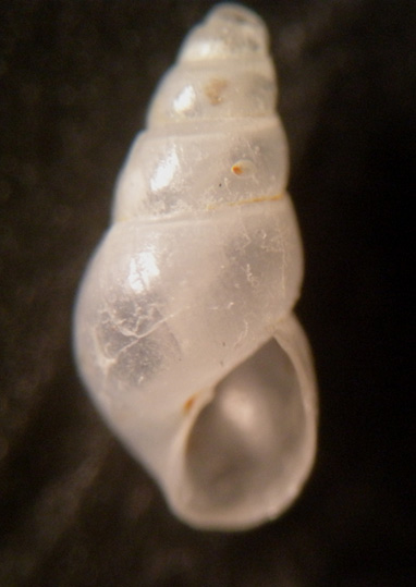 Odostomia Carrozzai