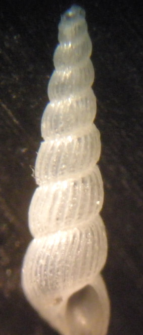 sigmoidea