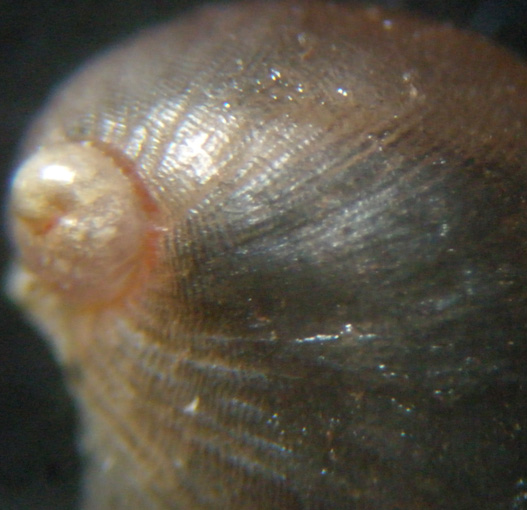 Pleurobranchidae