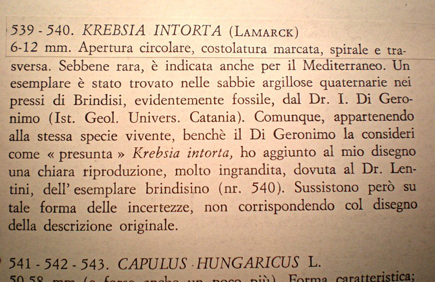 Conferma  Kresbia intorta (Lamarck)