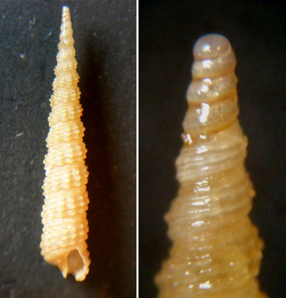 Metaxia metaxae