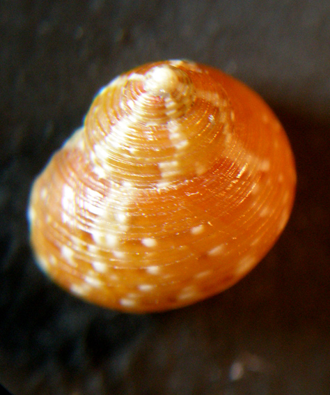 Gibbula turbinoides?