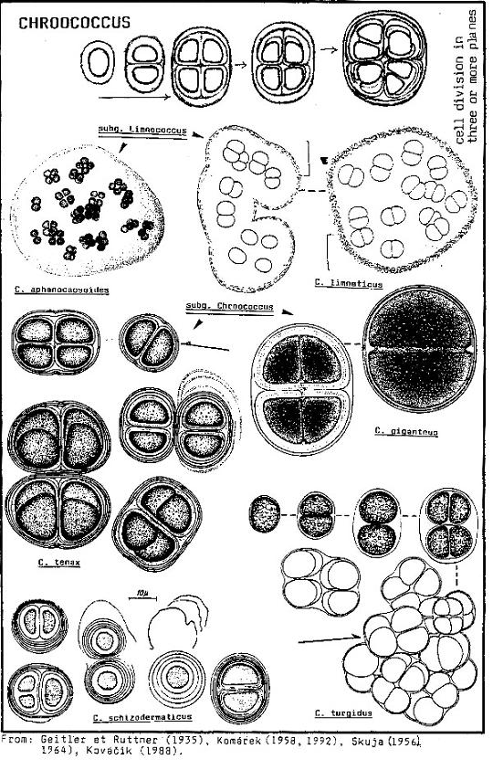 Cosmarium?