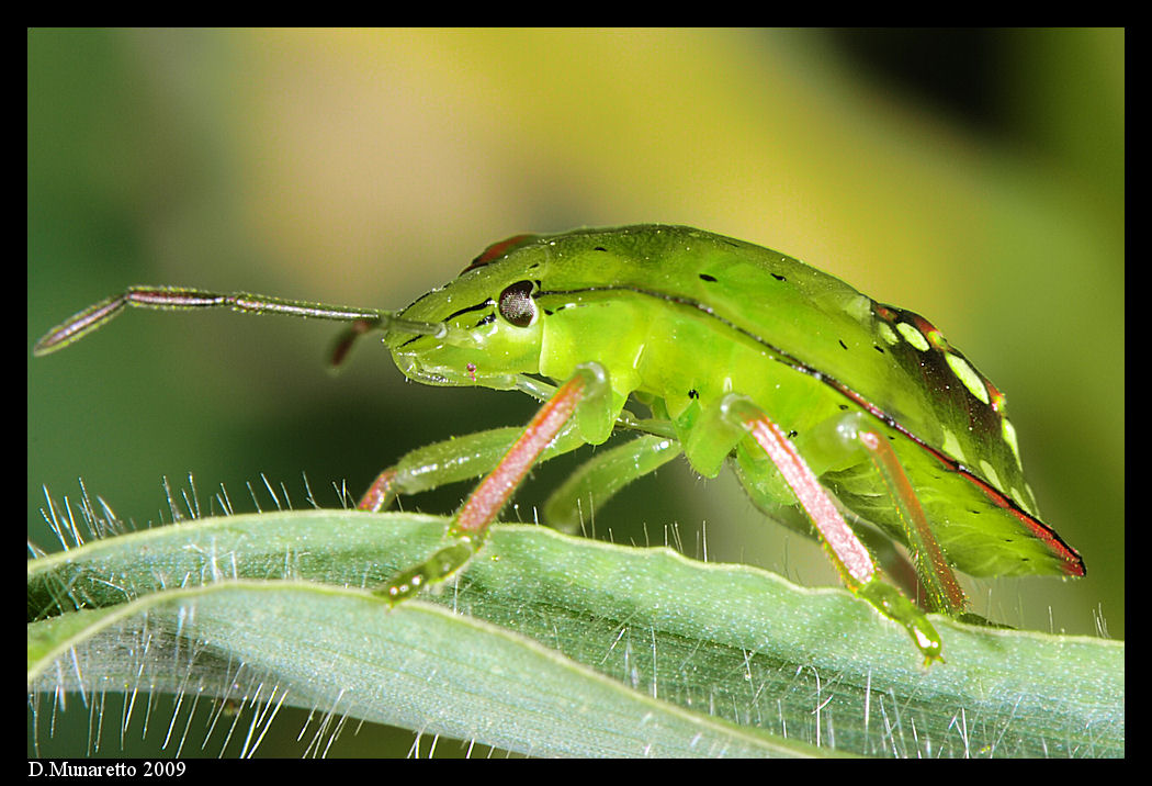 Cimicetta da identificare