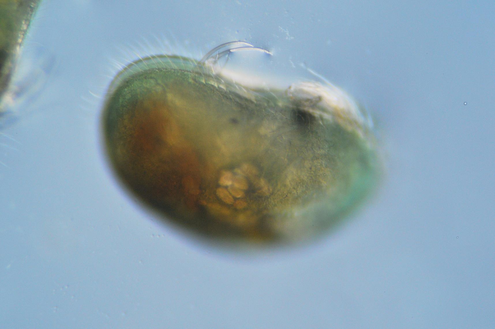 Invito all'' OSTRACODE