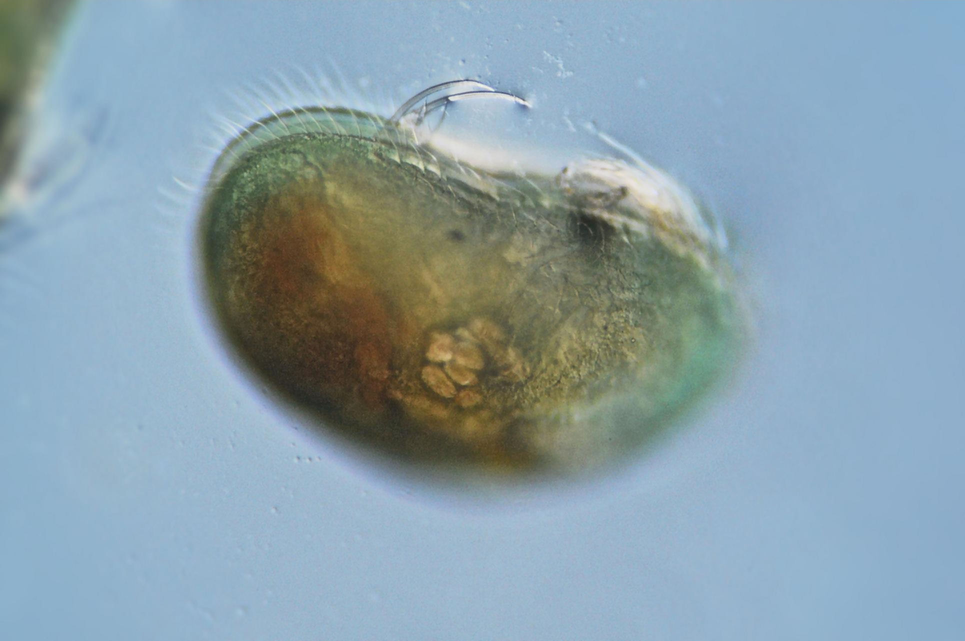 ...Ostracode...