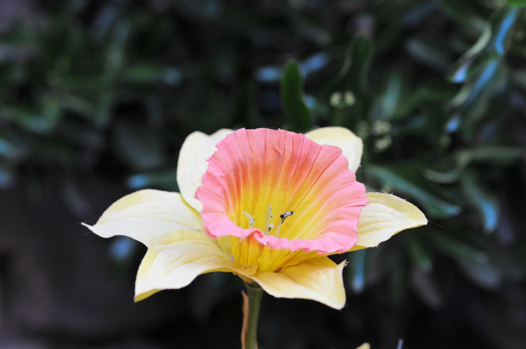 Fiori per tutte le DONNE del Forum